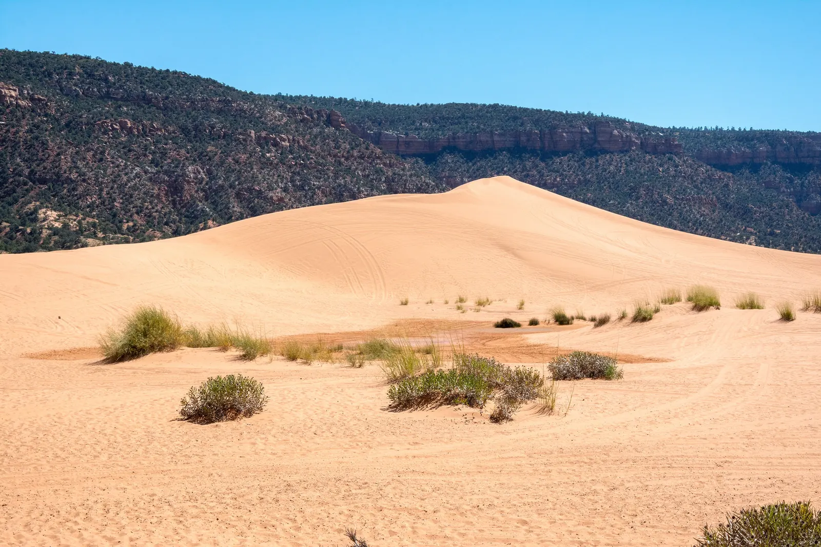 A coral pink dune below a forested ridge at Coral Pink Sand Dunes State Park, Utah