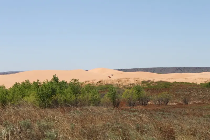 Dunes rising beyond prairie grass and trees at Little Sahara State Park in Oklahoma